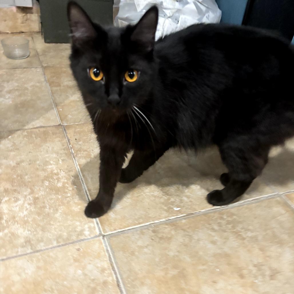 Zack, Adoptable, Young Male Domestic Medium Hair.