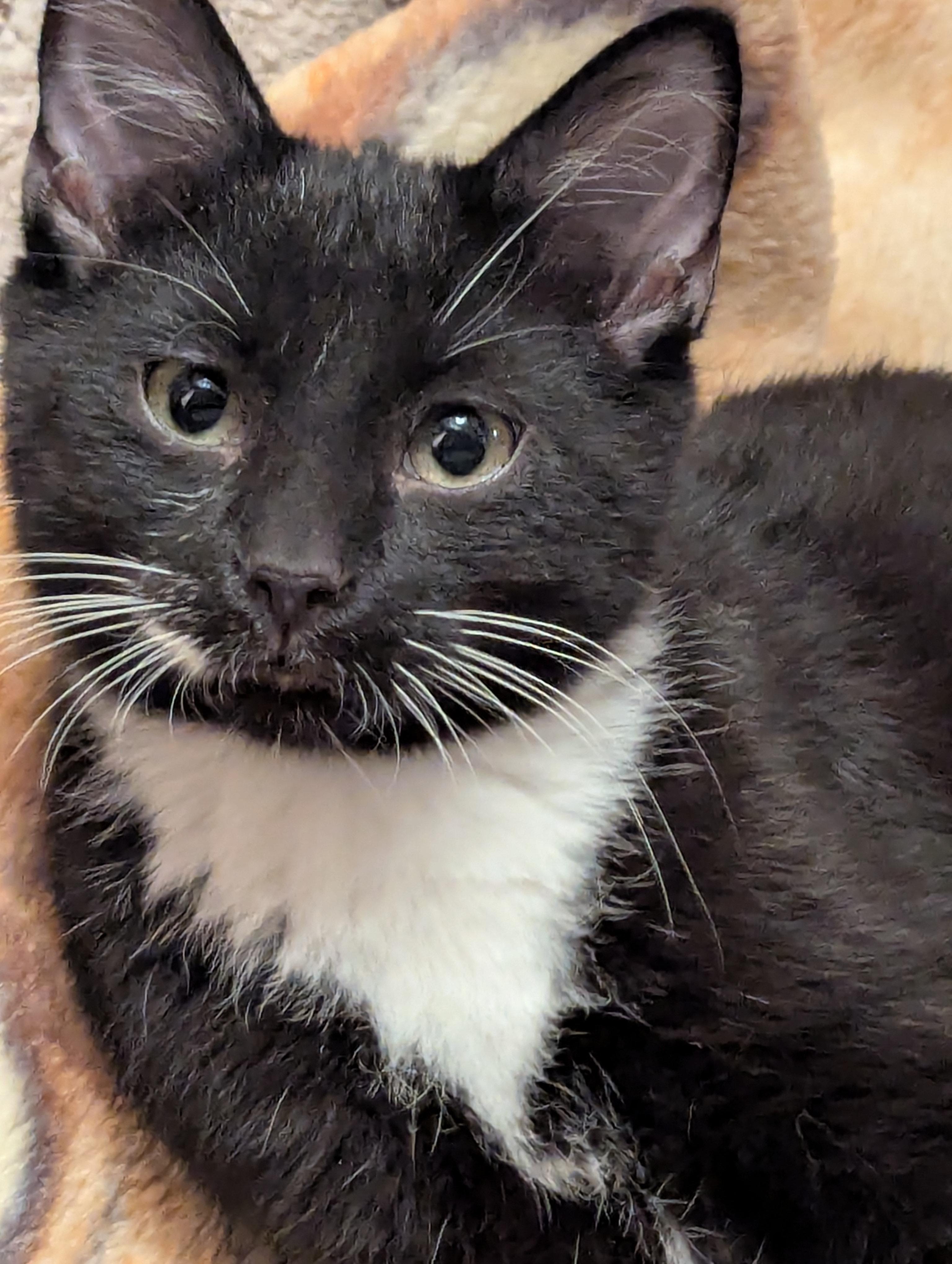 Enlarge O Malley, an adopted Domestic Short Hair in Medford, WI image 1/1