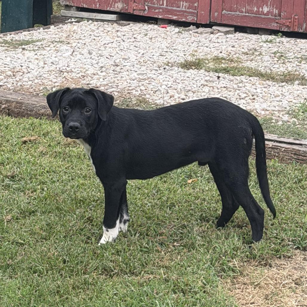 Phil, Adoptable, Young Male Mixed Breed.