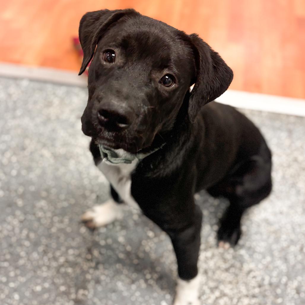 Enlarge Phil, a Adoptable Mixed Breed in Springboro, OH image 2/2