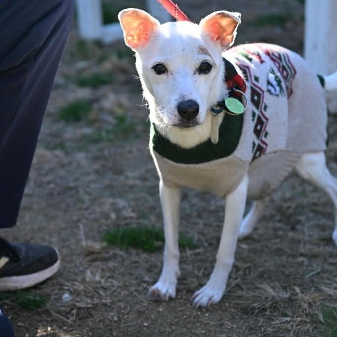 Tanner, a ADOPTABLE Jack Russell Terrier in Greenville, SC image 3/3