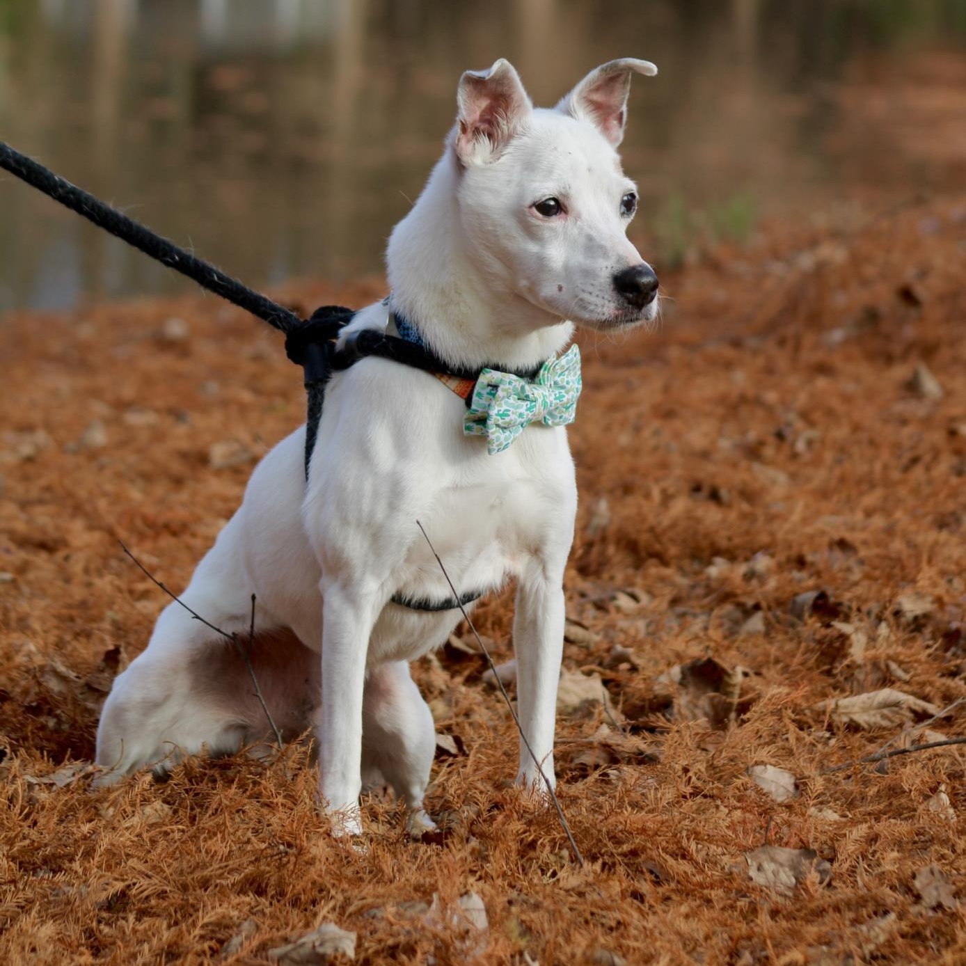 Tanner, a ADOPTABLE Jack Russell Terrier in Greenville, SC image 2/3