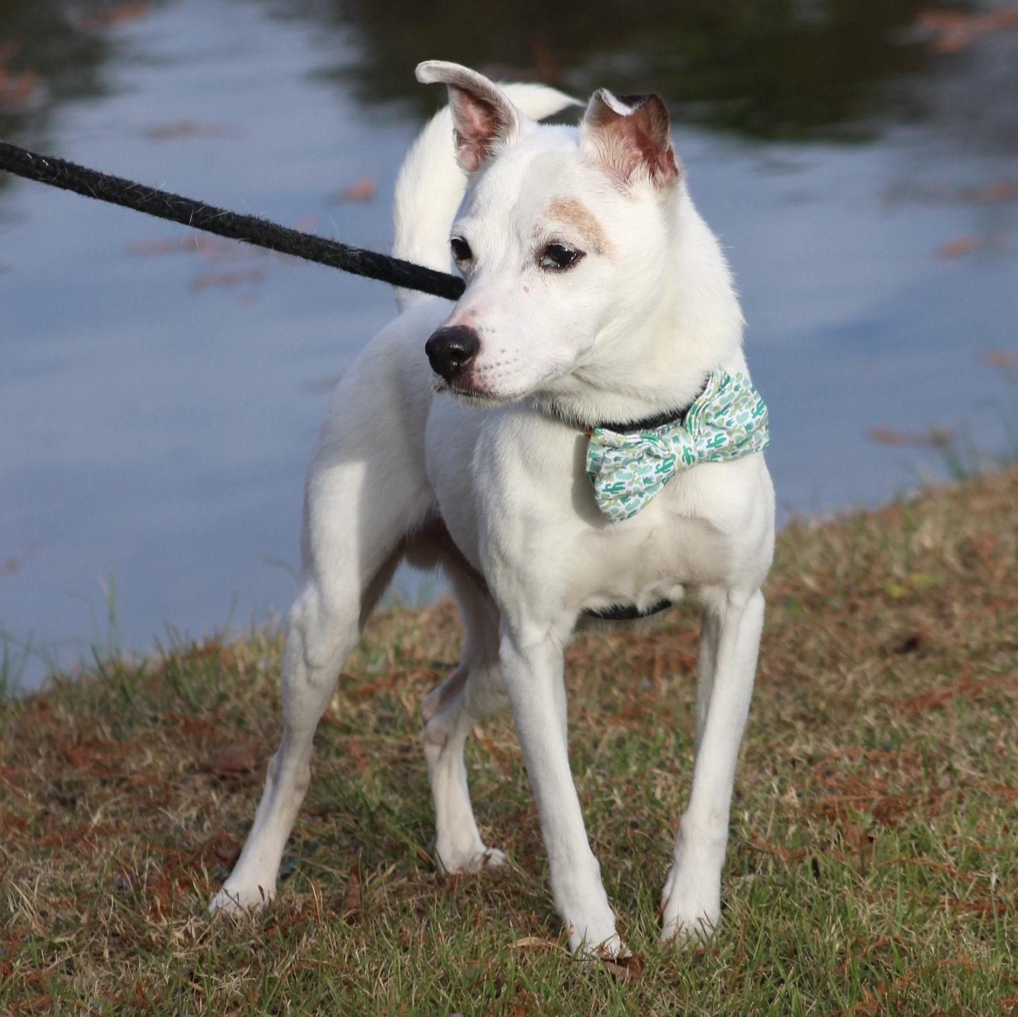 Tanner, a ADOPTABLE Jack Russell Terrier in Greenville, SC image 1/3