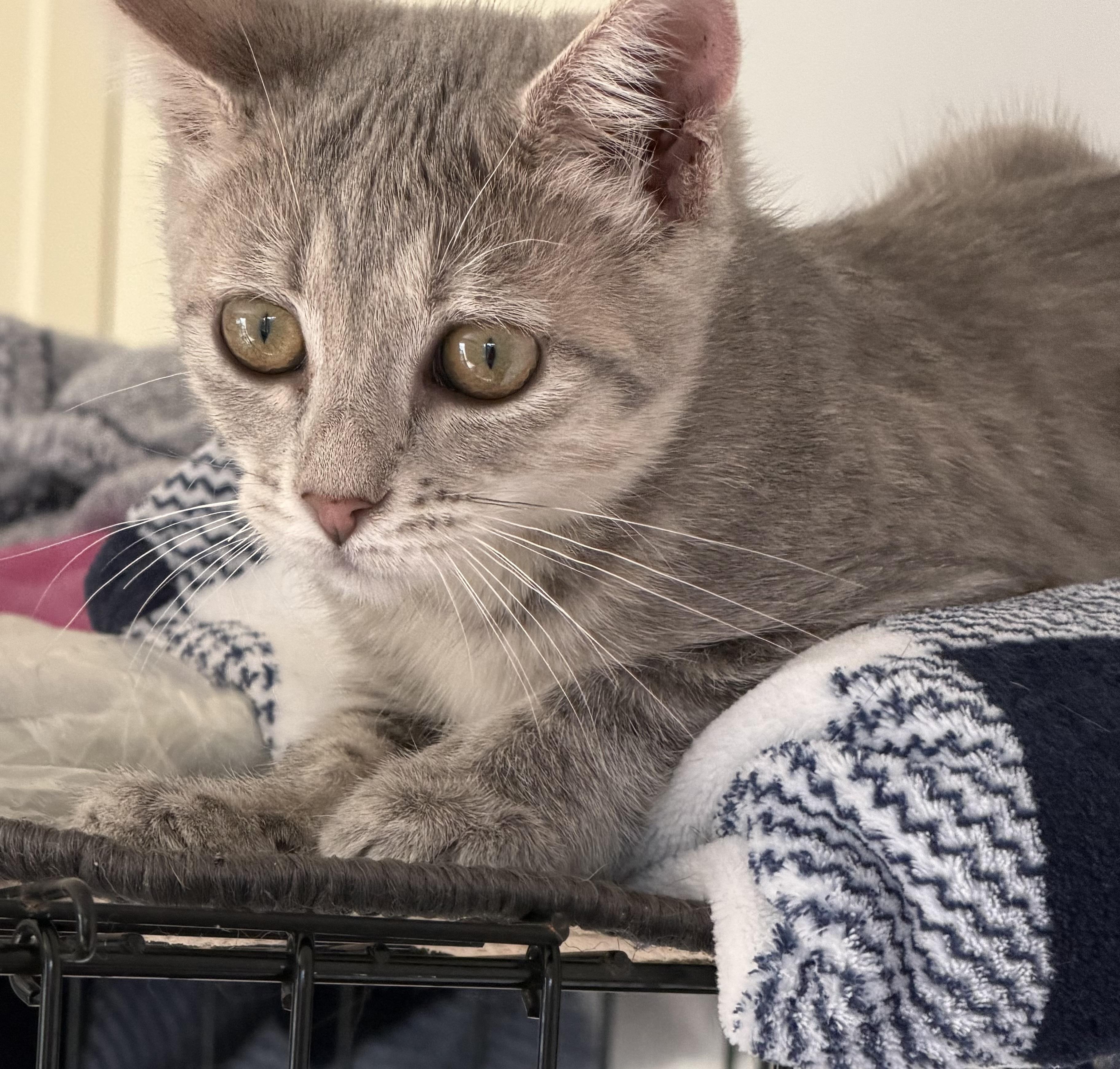 Opal, Adopted, Kitten Female Domestic Short Hair.