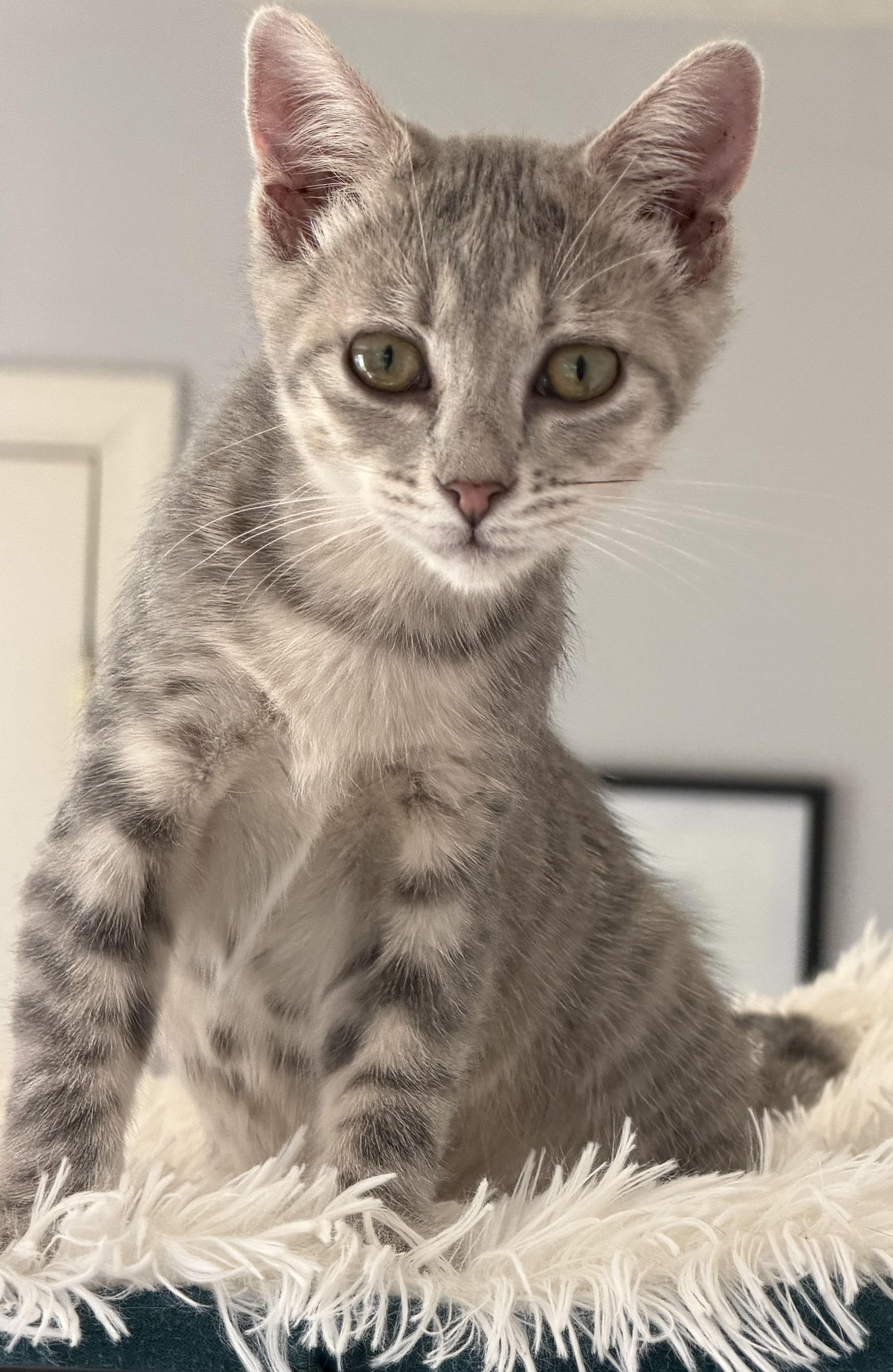 Enlarge Opal, a Adopted Domestic Short Hair in Kirklin, IN image 2/3