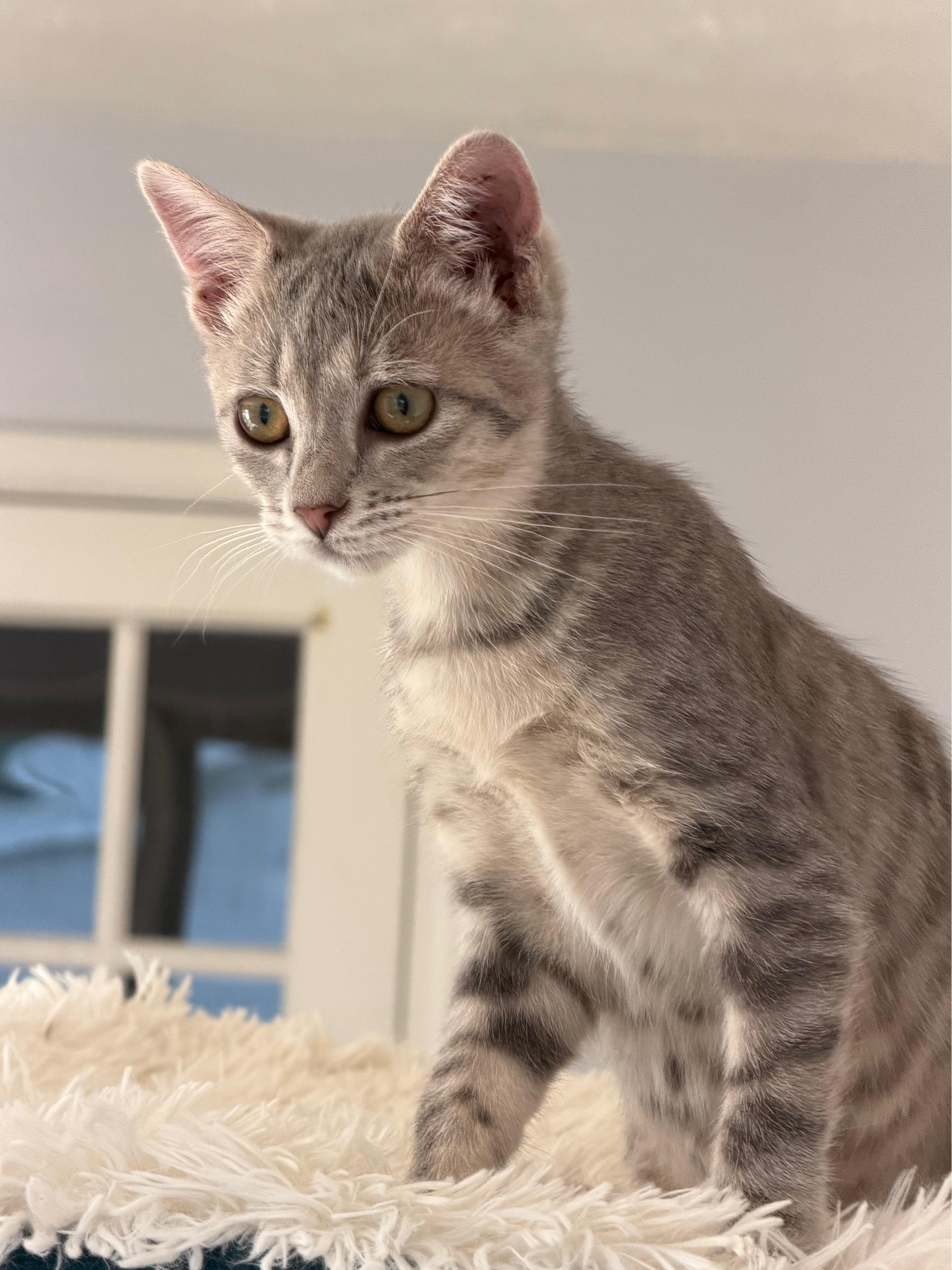 Enlarge Opal, a Adopted Domestic Short Hair in Kirklin, IN image 3/3