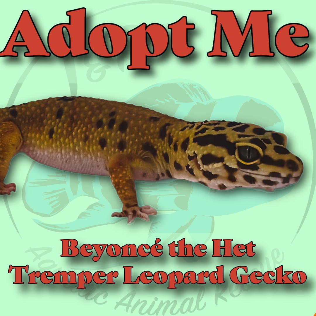 Beyoncé the Het Tremper Leopard Gecko 🦎✨, ADOPTABLE, Adult Unknown Gecko.