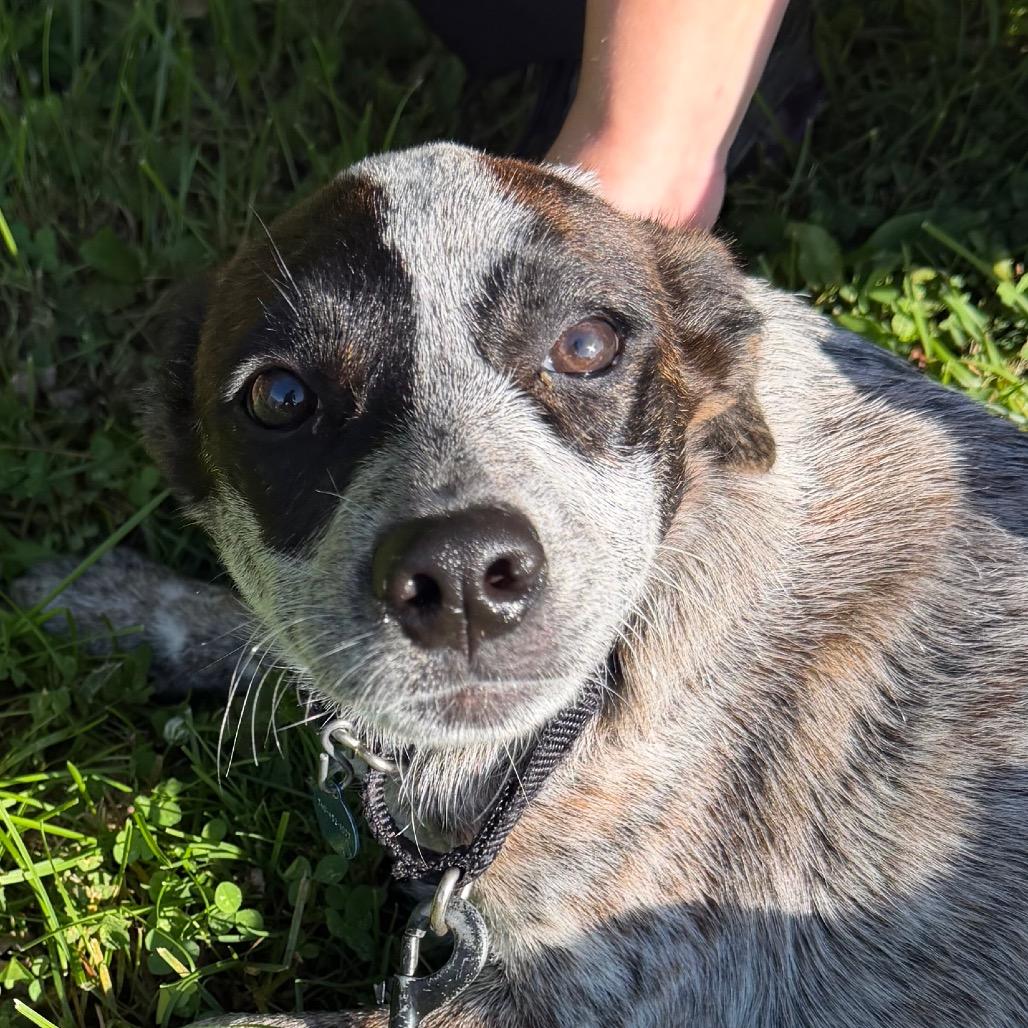 Butterscotch, Adoptable, Puppy Female Cattle Dog & Australian Cattle Dog / Blue Heeler.