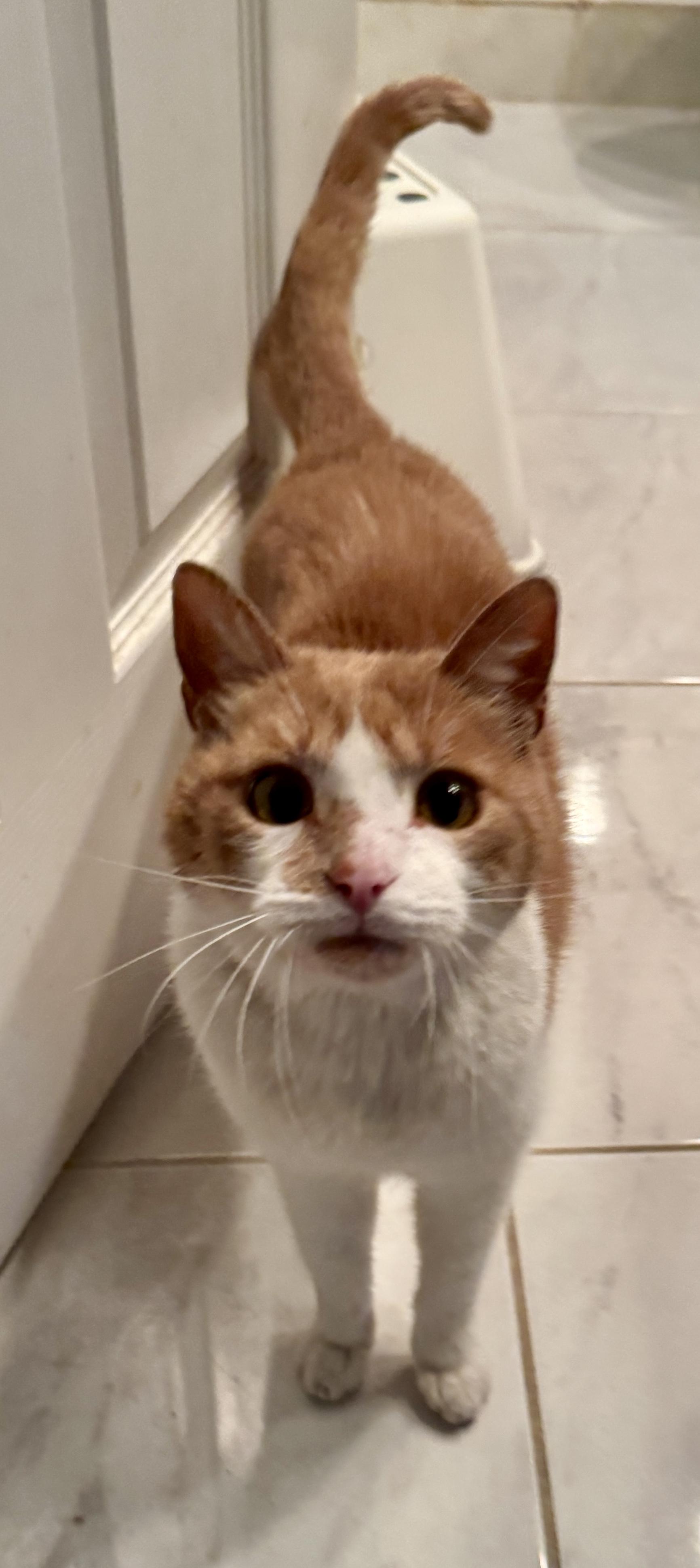 Mickey (FELV+, walks on a leash!), Adoptable, Adult Male Domestic Short Hair.