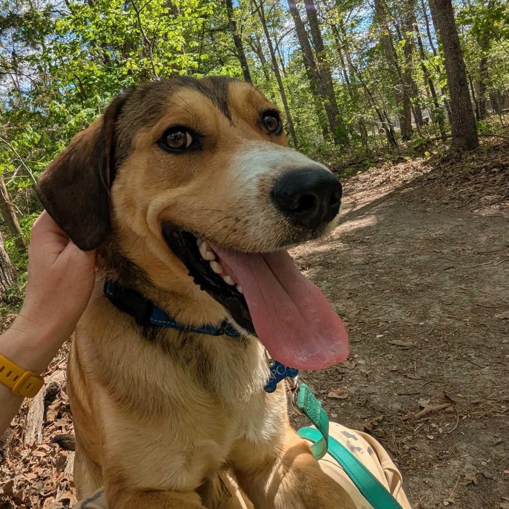 Enlarge Edmond, a Adoptable mixed breed in Troy, VA image 1/4