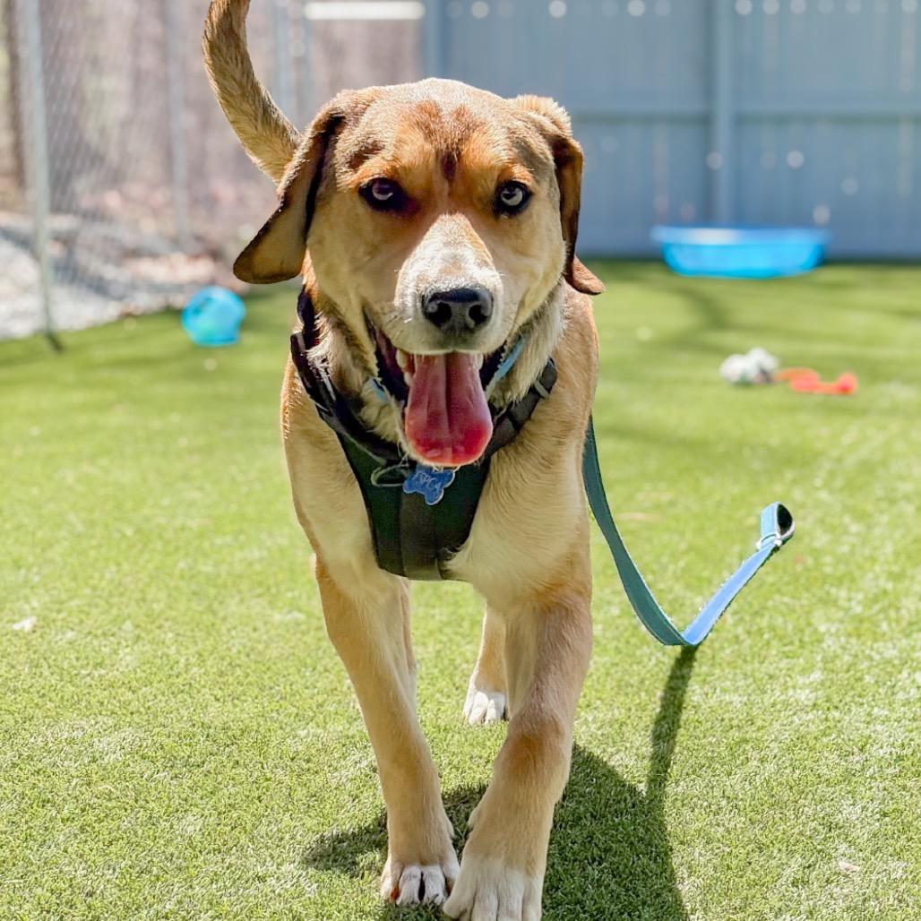 Enlarge Edmond, a Adoptable mixed breed in Troy, VA image 2/4