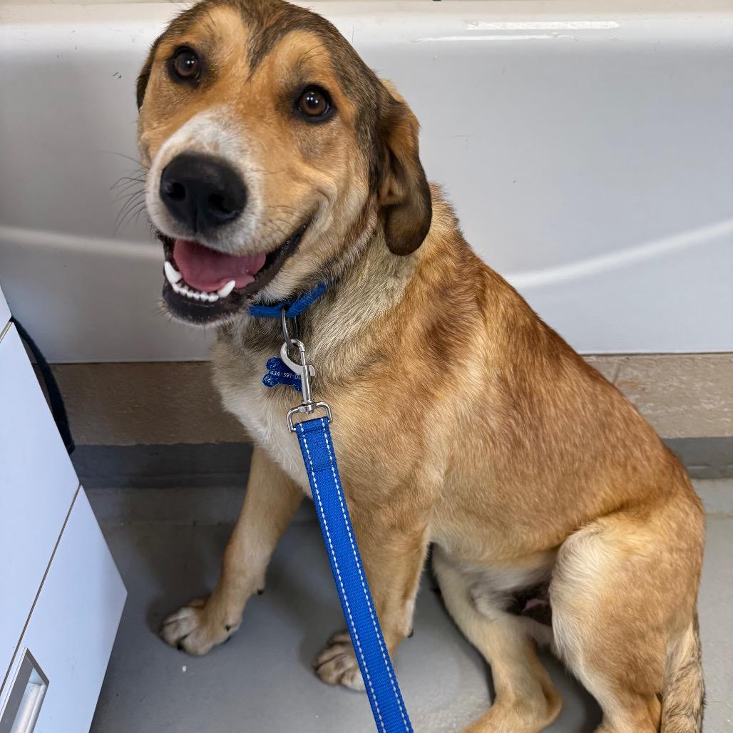 Enlarge Edmond, a Adoptable mixed breed in Troy, VA image 3/4