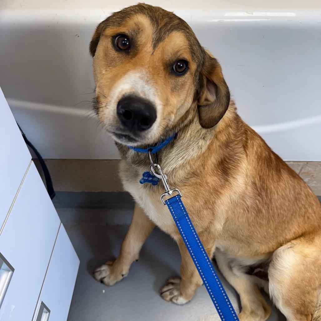 Enlarge Edmond, a Adoptable mixed breed in Troy, VA image 4/4