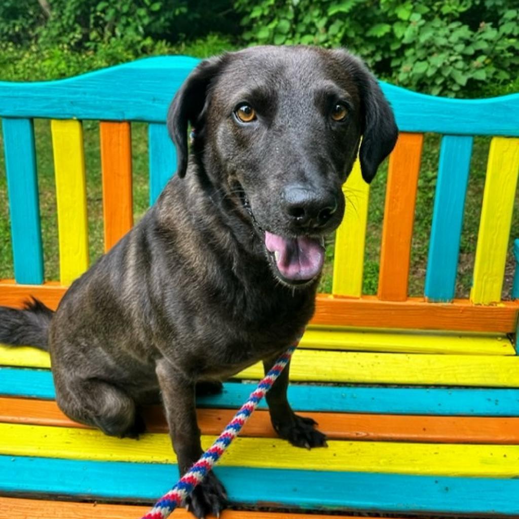 Lynk — thumbnail 2