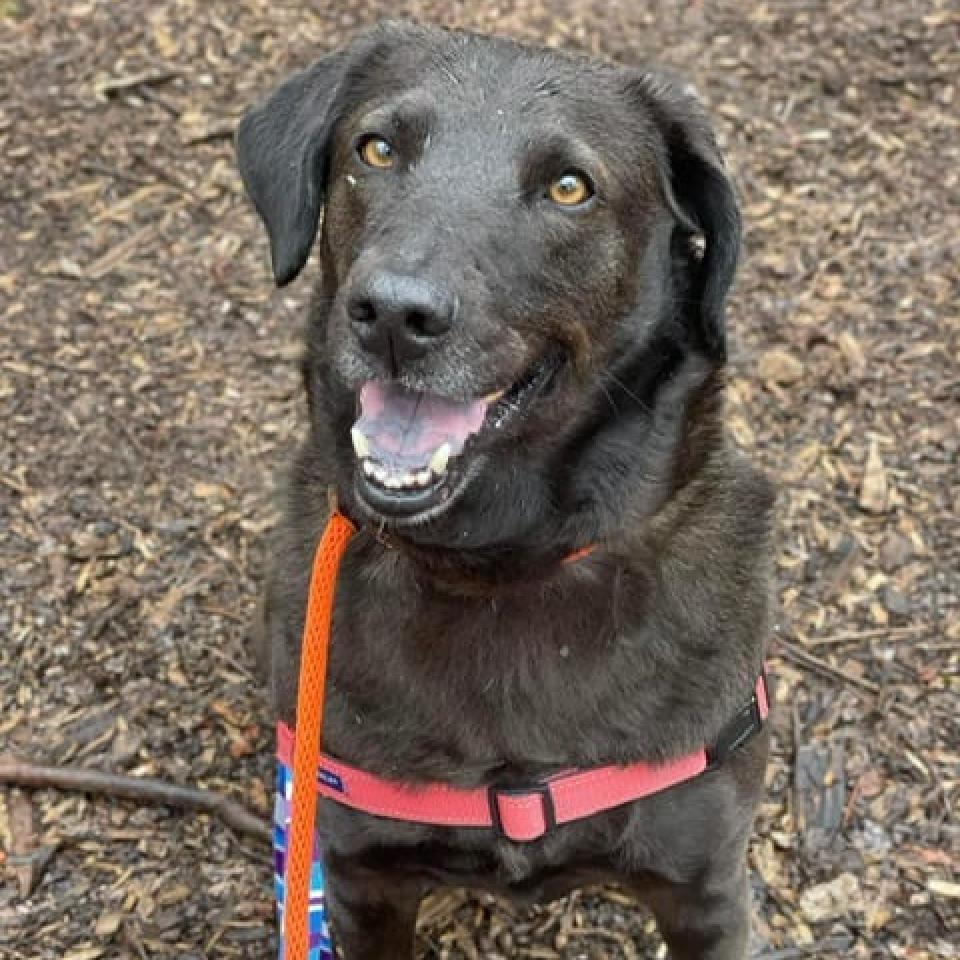 Lynk — thumbnail 3