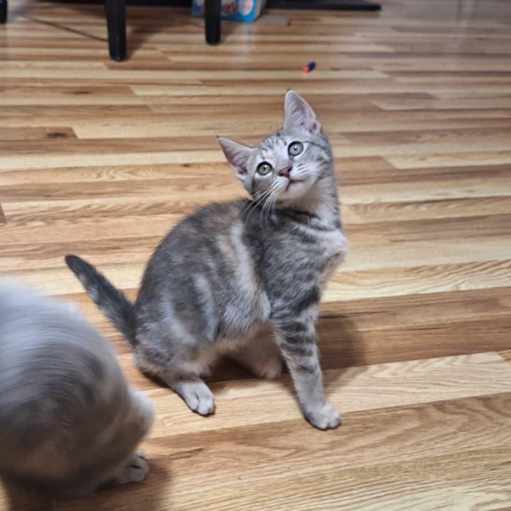 Enlarge Shadrach (bonded with Meshach), a Adoptable Domestic Short Hair in Cumming, GA image 1/4