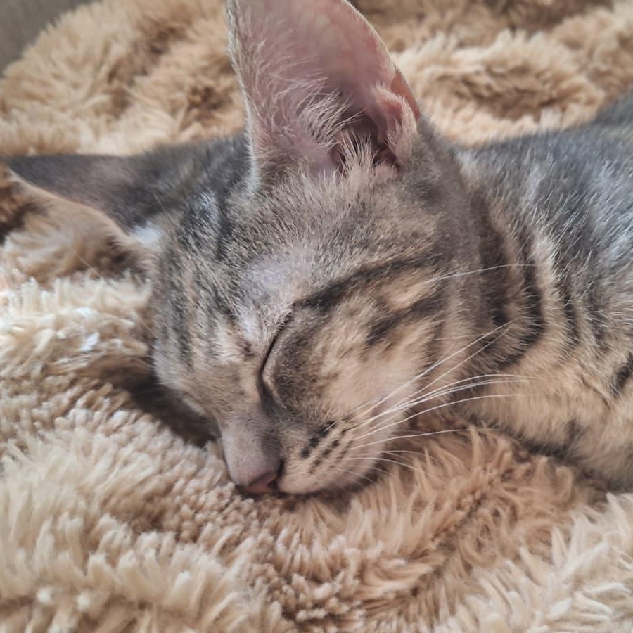 Enlarge Shadrach (bonded with Meshach), a Adoptable Domestic Short Hair in Cumming, GA image 2/4