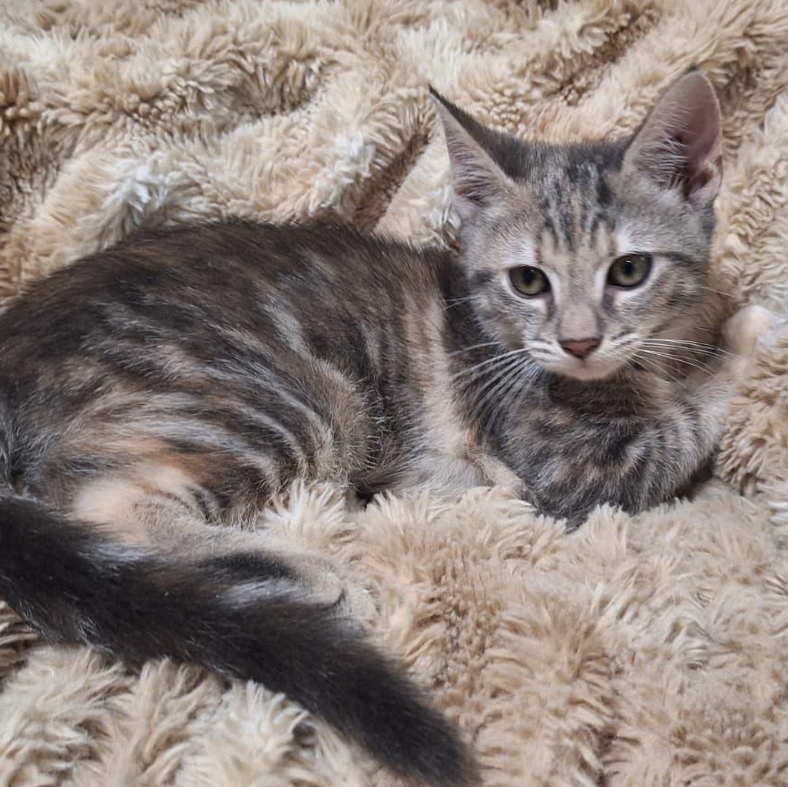 Enlarge Shadrach (bonded with Meshach), a Adoptable Domestic Short Hair in Cumming, GA image 3/4