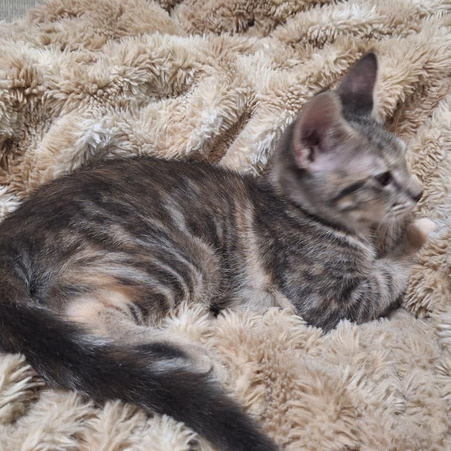 Enlarge Shadrach (bonded with Meshach), a Adoptable Domestic Short Hair in Cumming, GA image 4/4