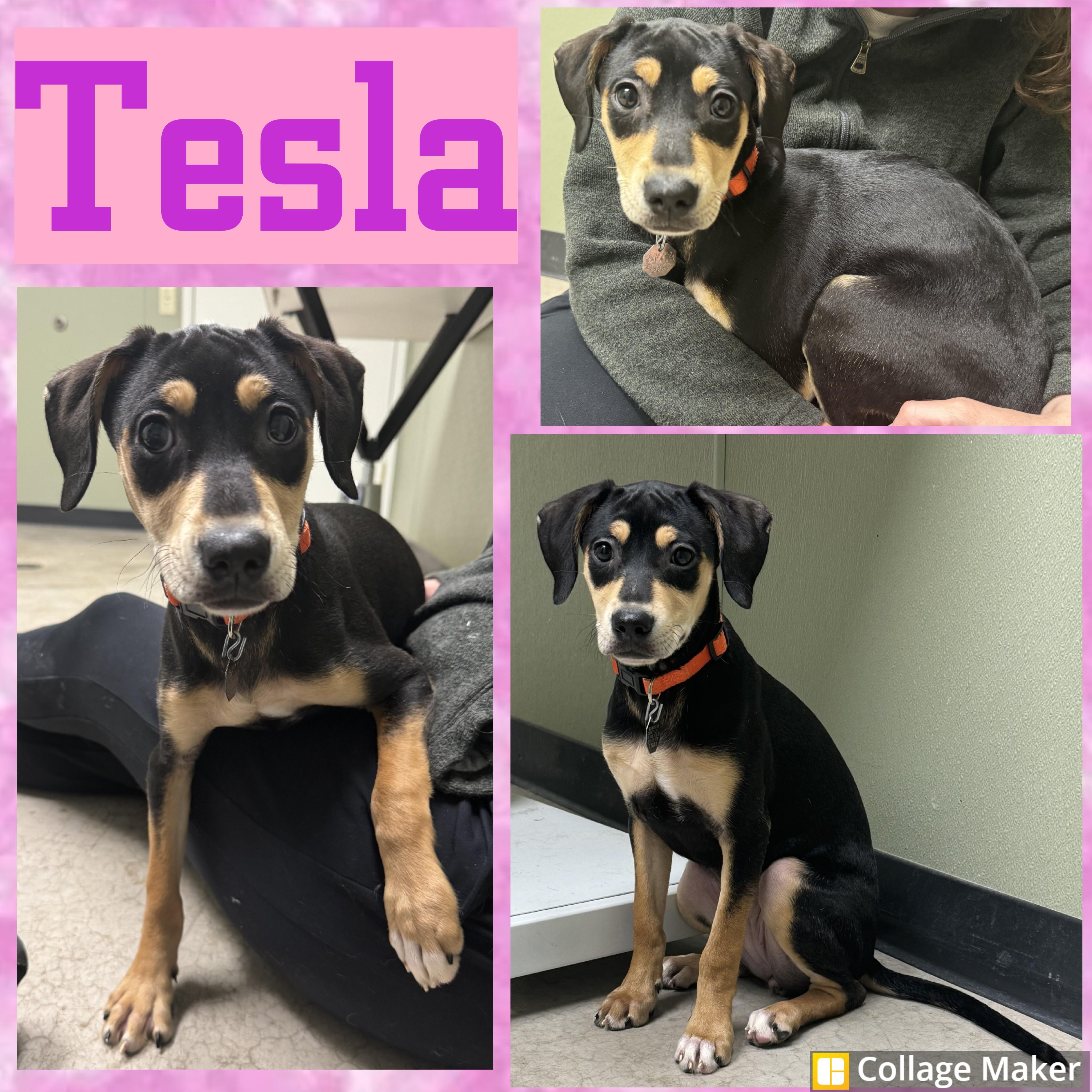 Enlarge Tesla, a ADOPTABLE mixed breed in Clearfield, PA image 1/1