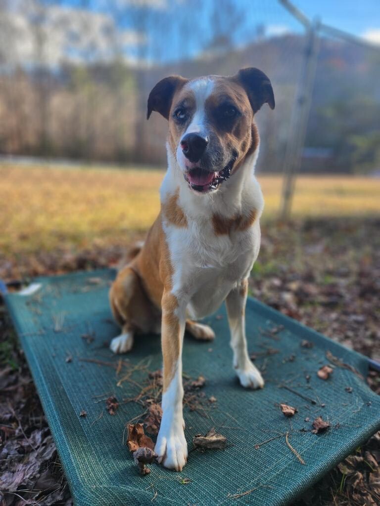 Sargent, a Adoptable mixed breed in Sautee Nacoochee, GA image 6/10
