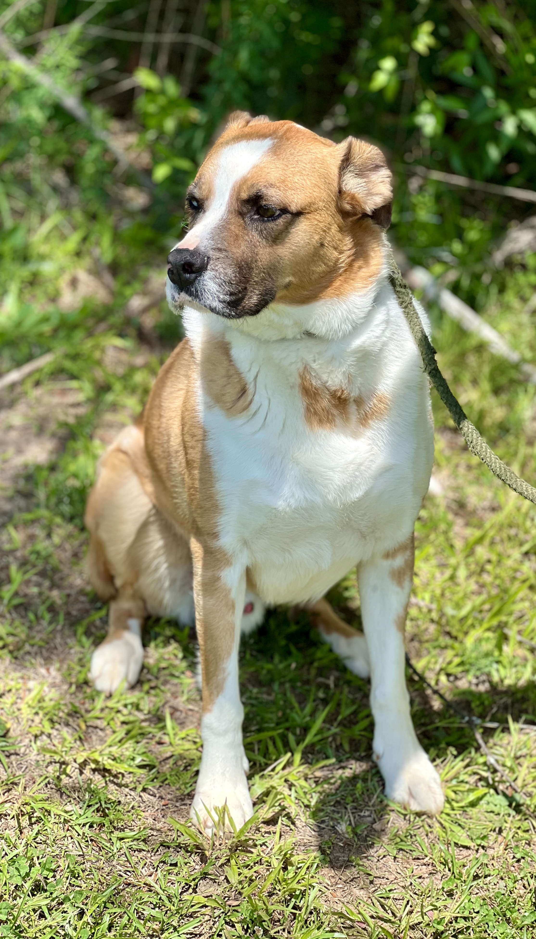 Enlarge Sargent, a Adoptable mixed breed in Sautee Nacoochee, GA image 7/10