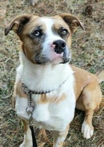 Enlarge Sargent, a Adoptable mixed breed in Sautee Nacoochee, GA image 8/10