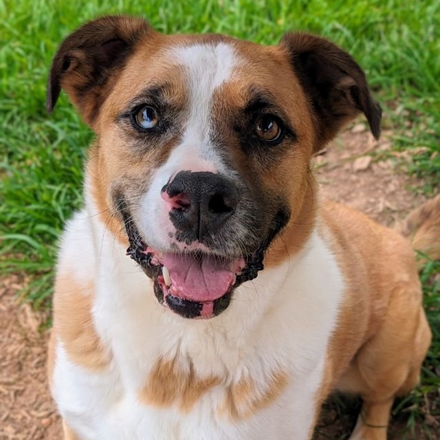 Sargent, Adoptable, Adult Male Boxer & Australian Shepherd.