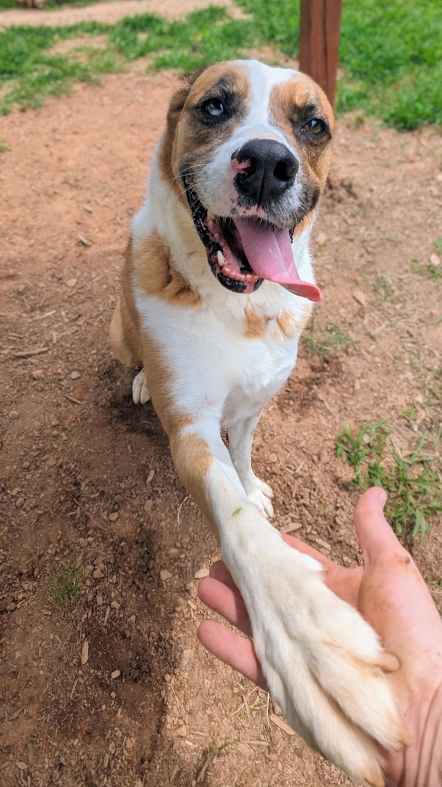 Enlarge Sargent, a Adoptable mixed breed in Sautee Nacoochee, GA image 10/10