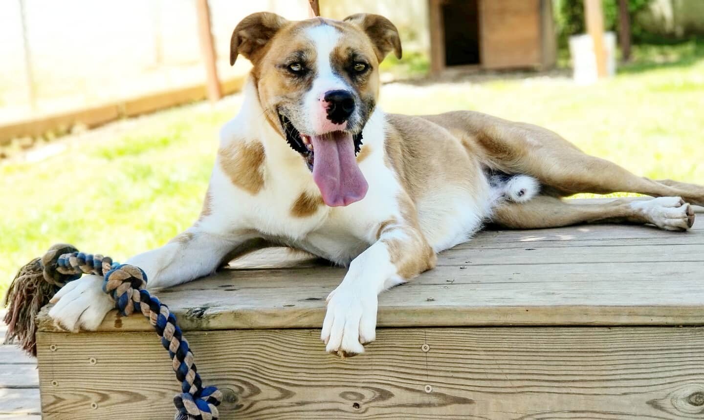 Enlarge Sargent, a Adoptable mixed breed in Sautee Nacoochee, GA image 9/10