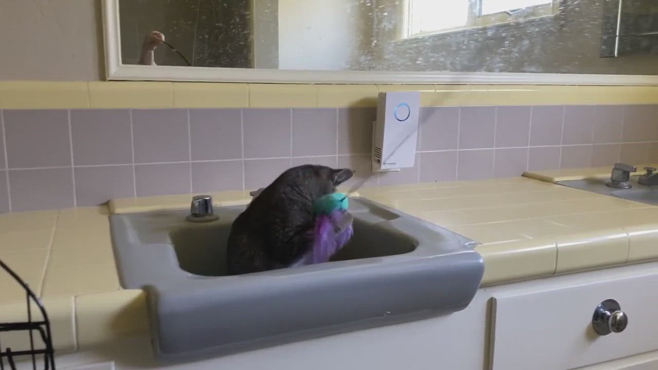 Enlarge Candy Cane, a Adopted Domestic Short Hair in Union City, CA video 6/11