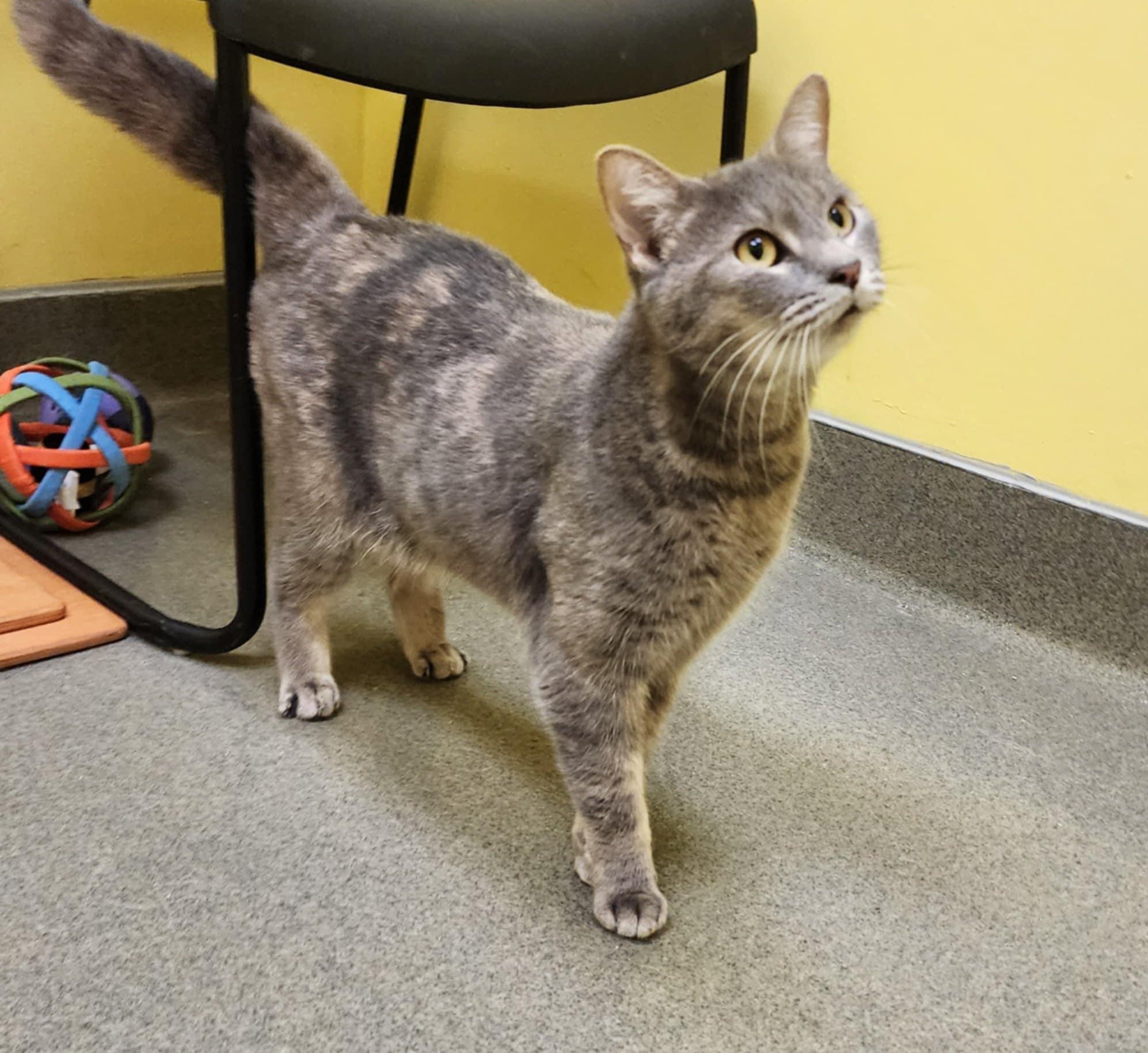 MJ and WILLOW, Adoptable, Adult Female Domestic Short Hair.