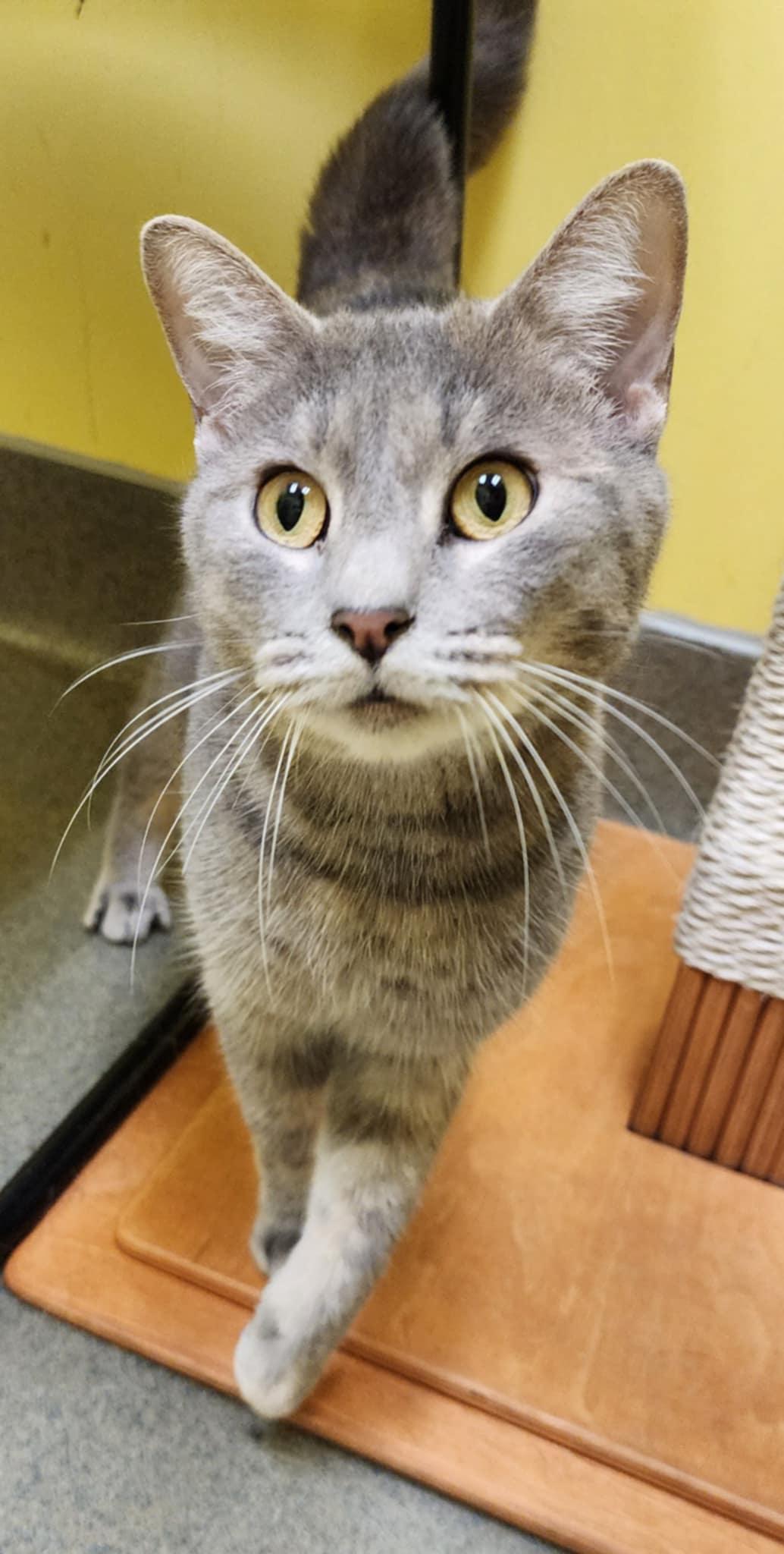 Enlarge MJ and WILLOW, a Adoptable Domestic Short Hair in Manassas, VA image 2/6