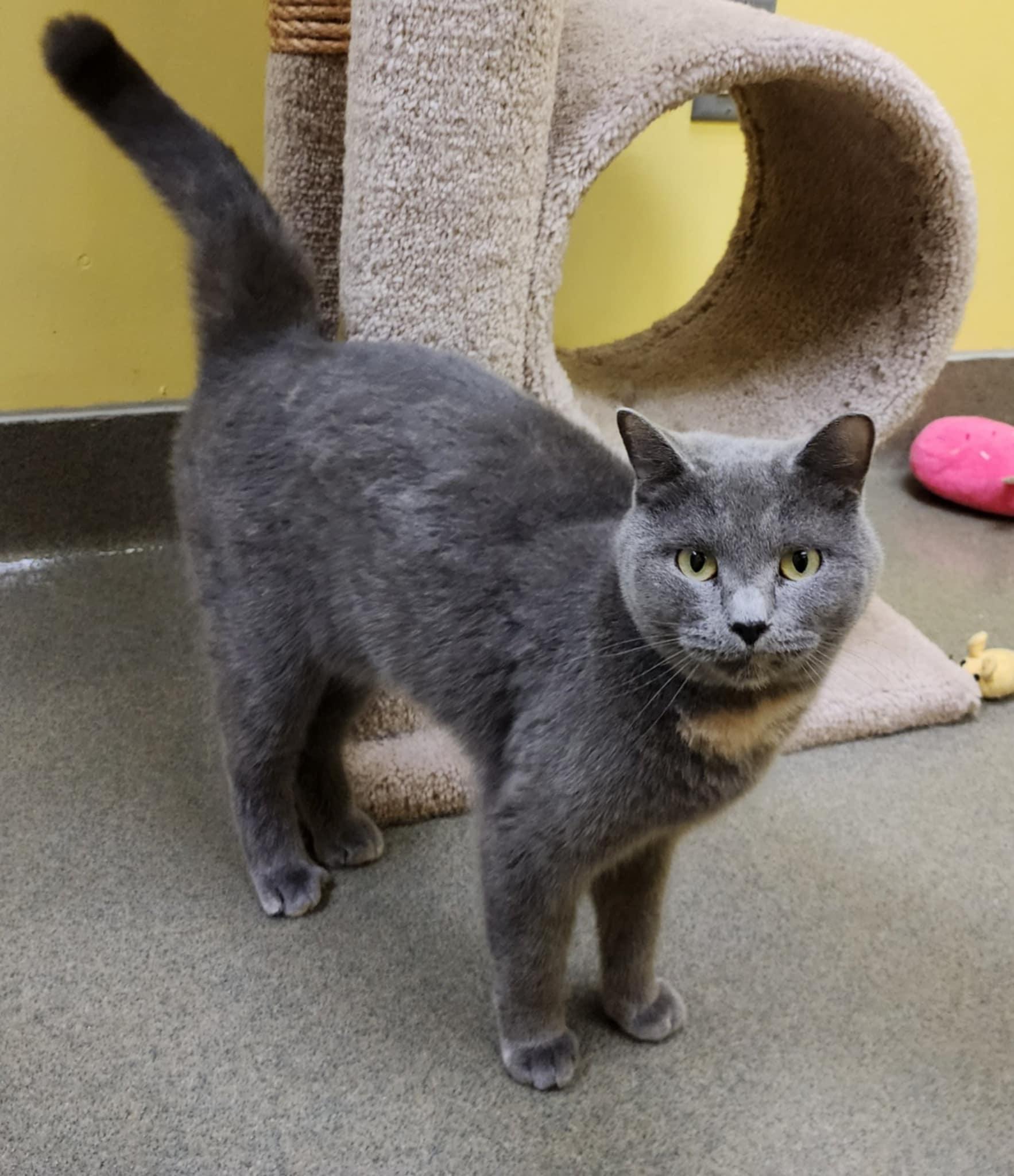 MJ and WILLOW, Adoptable, Adult Female Domestic Short Hair.