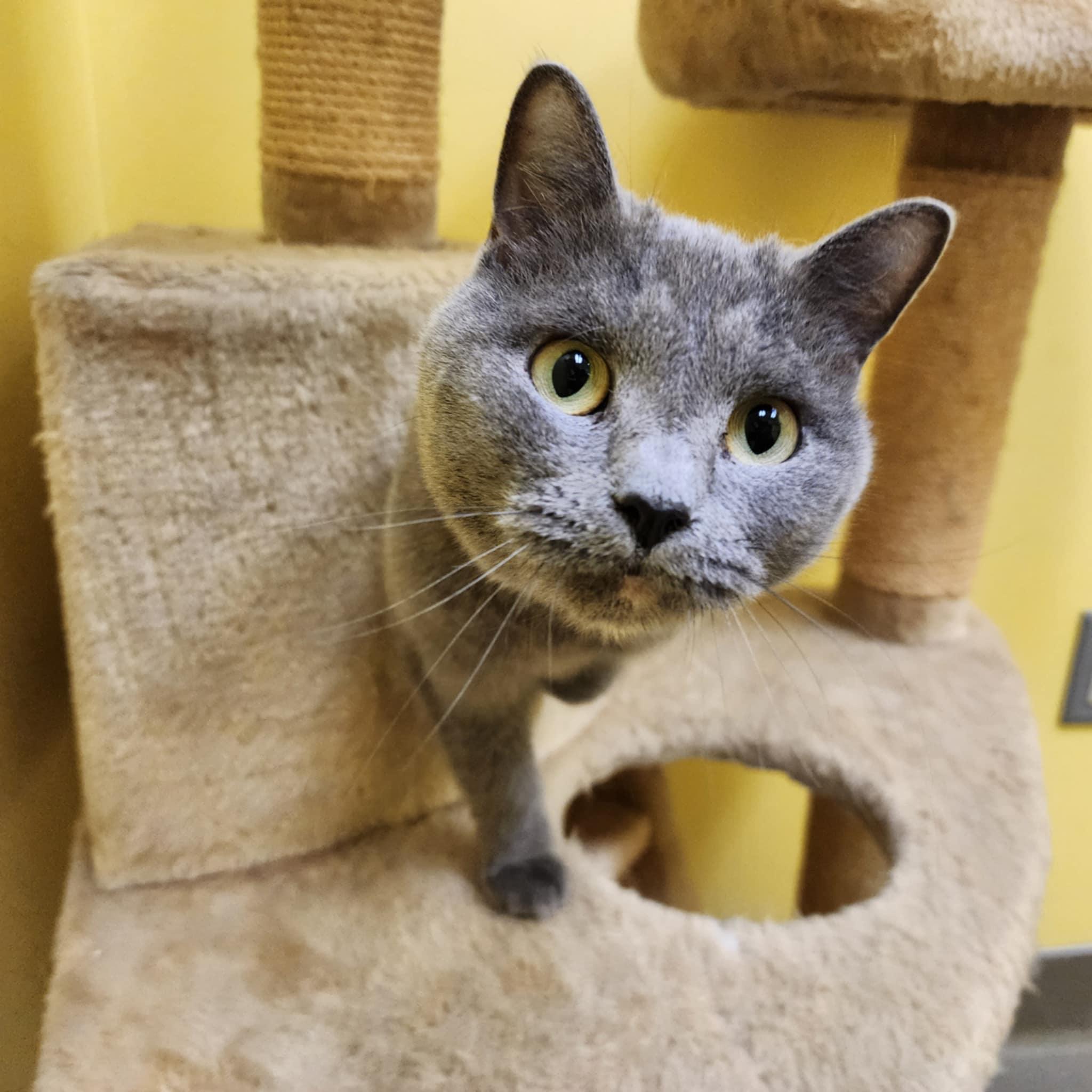 Enlarge MJ and WILLOW, a Adoptable Domestic Short Hair in Manassas, VA image 5/6