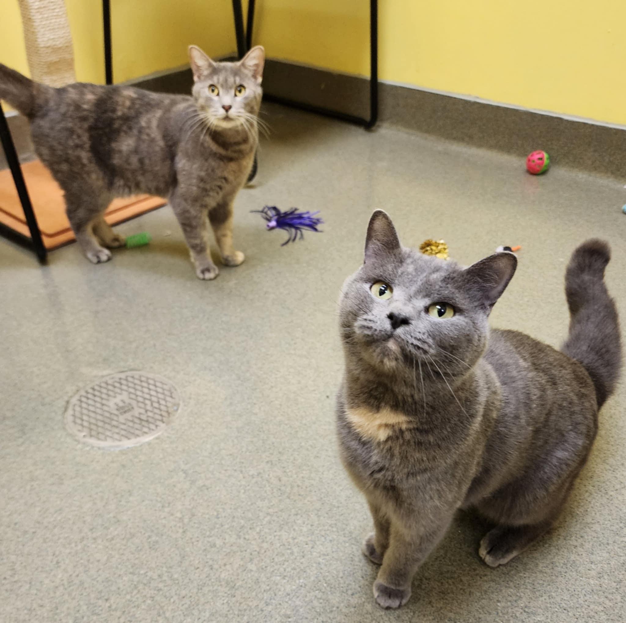 Enlarge MJ and WILLOW, a Adoptable Domestic Short Hair in Manassas, VA image 6/6