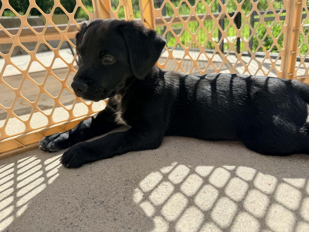 Rhapsody, Adoptable, Puppy Male Terrier.
