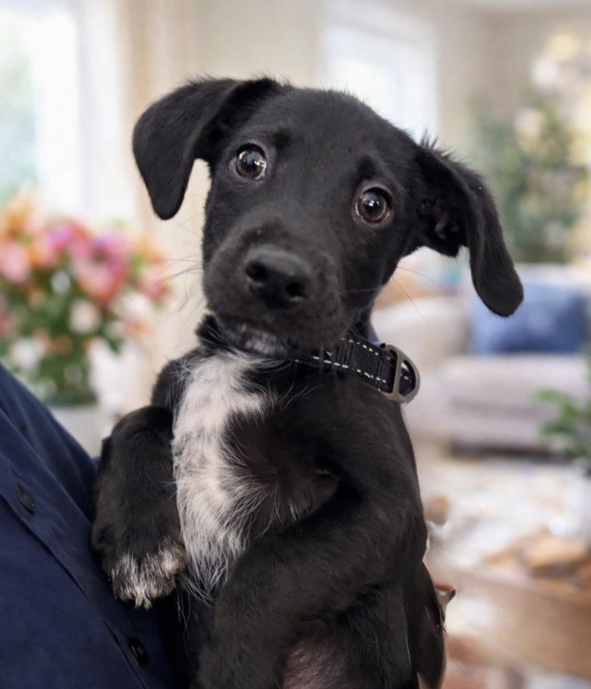 Enlarge Rhapsody, a Adoptable mixed breed in Escondido, CA image 2/5