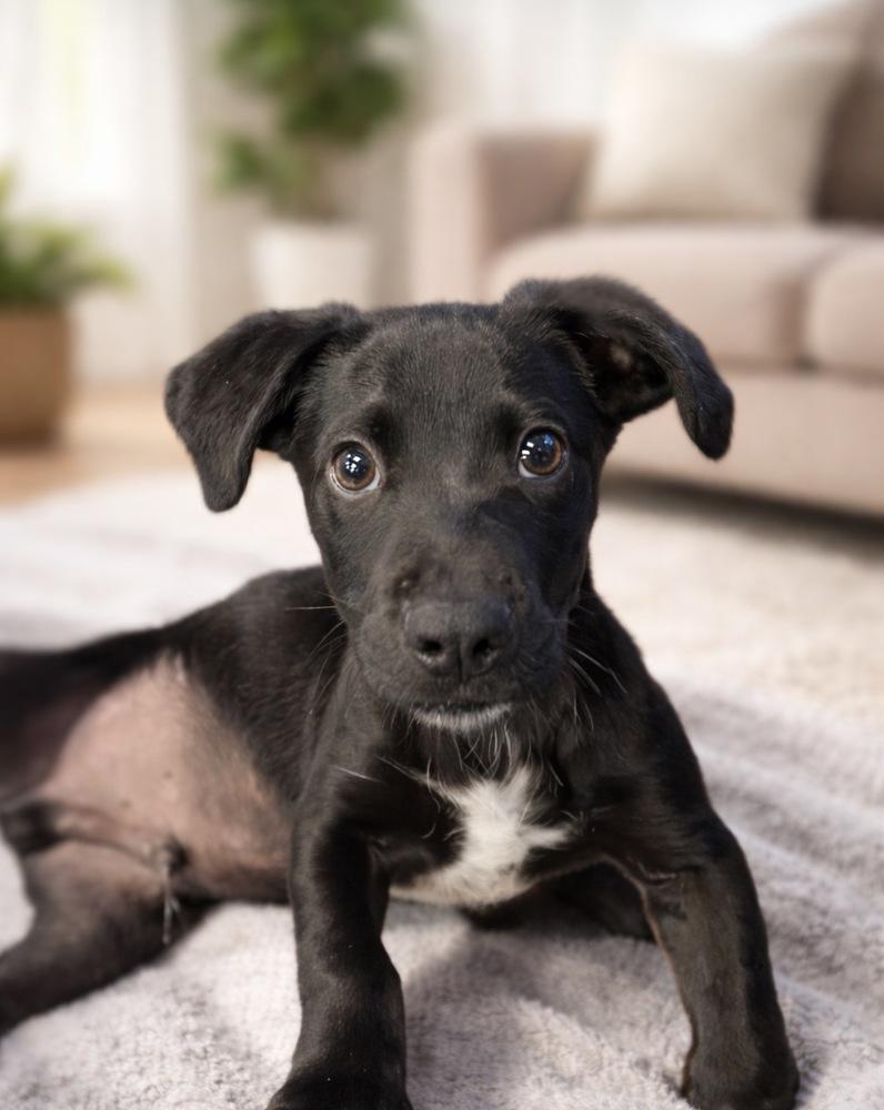 Enlarge Rhapsody, a Adoptable mixed breed in Escondido, CA image 3/6