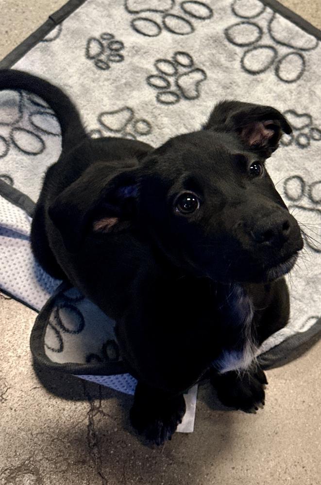 Enlarge Rhapsody, a Adoptable mixed breed in Escondido, CA image 5/6