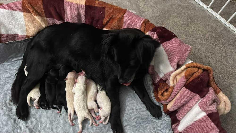 Enlarge Rhapsody, a Adoptable mixed breed in Escondido, CA image 5/5