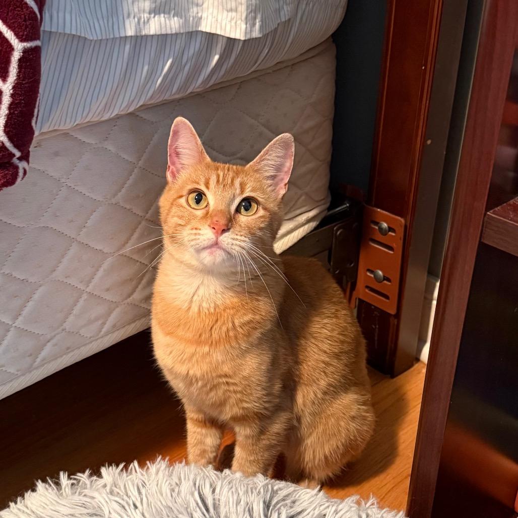 Tikka, Adoptable, Adult Female Domestic Short Hair.