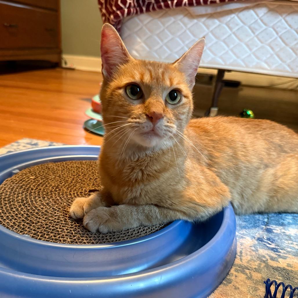 Enlarge Tikka, a Adoptable Domestic Short Hair in Roselle, IL image 2/6