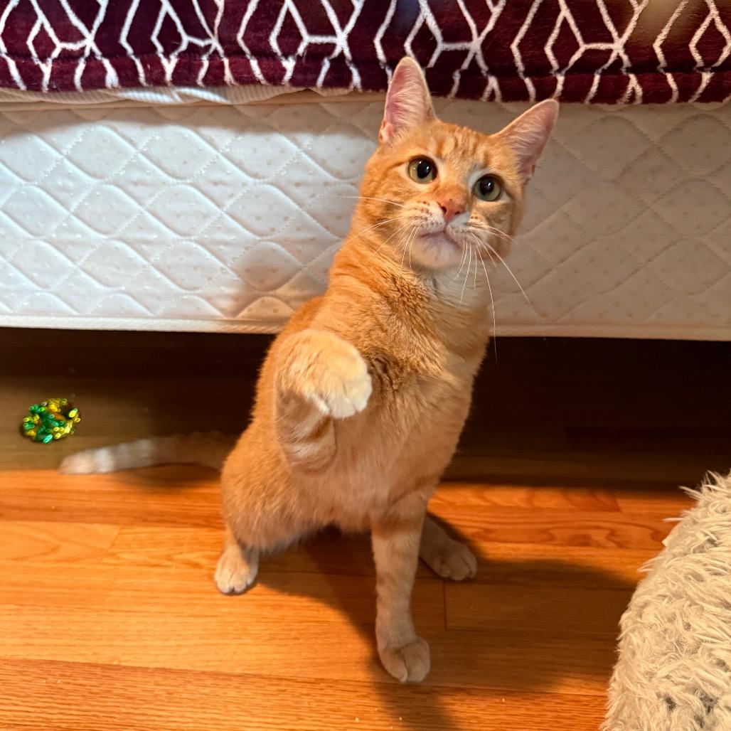 Enlarge Tikka, a Adoptable Domestic Short Hair in Roselle, IL image 3/6