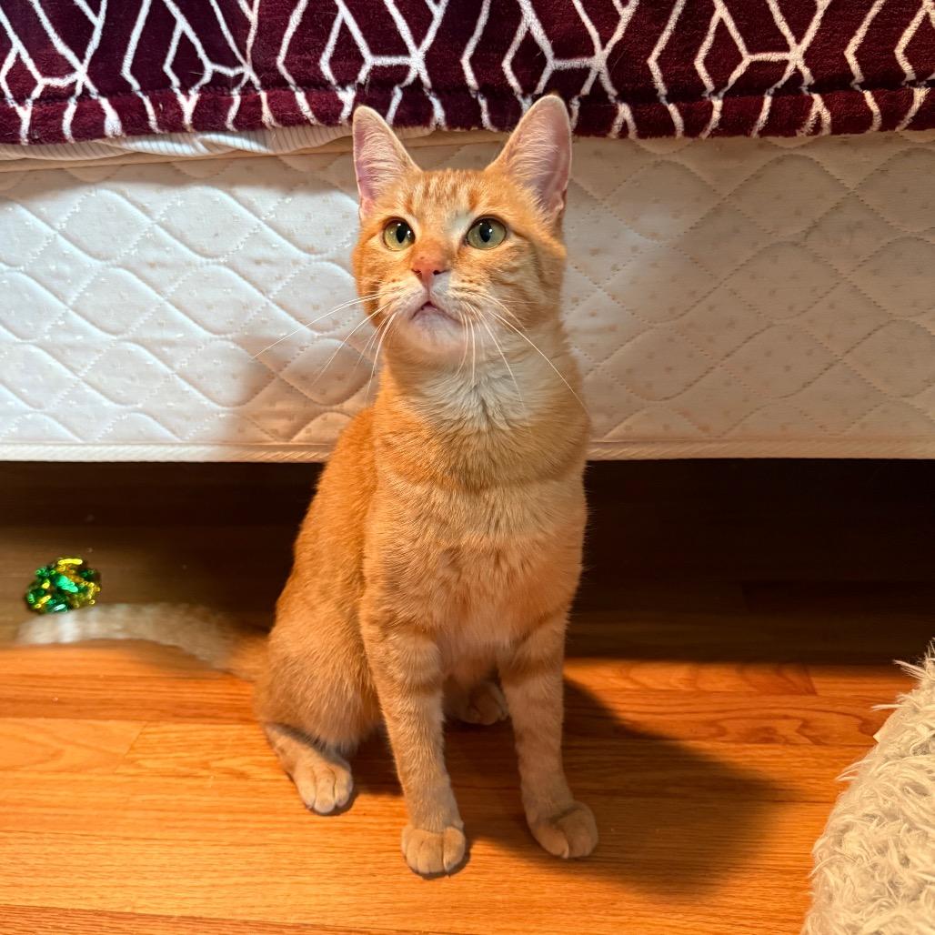 Enlarge Tikka, a Adoptable Domestic Short Hair in Roselle, IL image 4/6