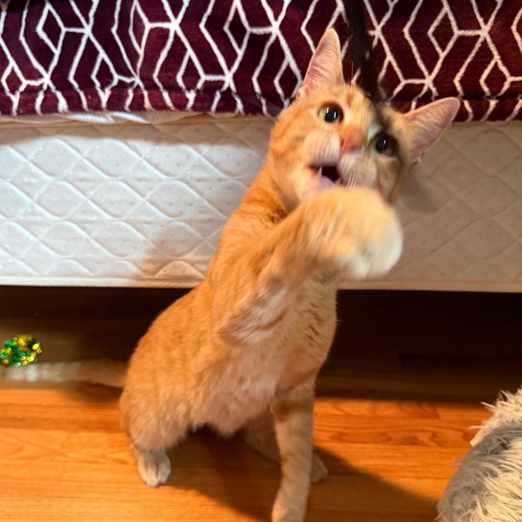 Enlarge Tikka, a Adoptable Domestic Short Hair in Roselle, IL image 5/6
