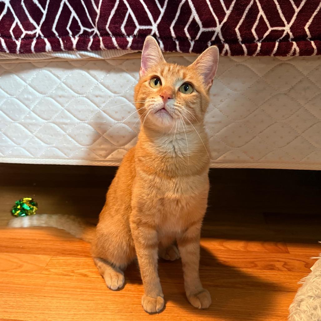 Enlarge Tikka, a Adoptable Domestic Short Hair in Roselle, IL image 6/6