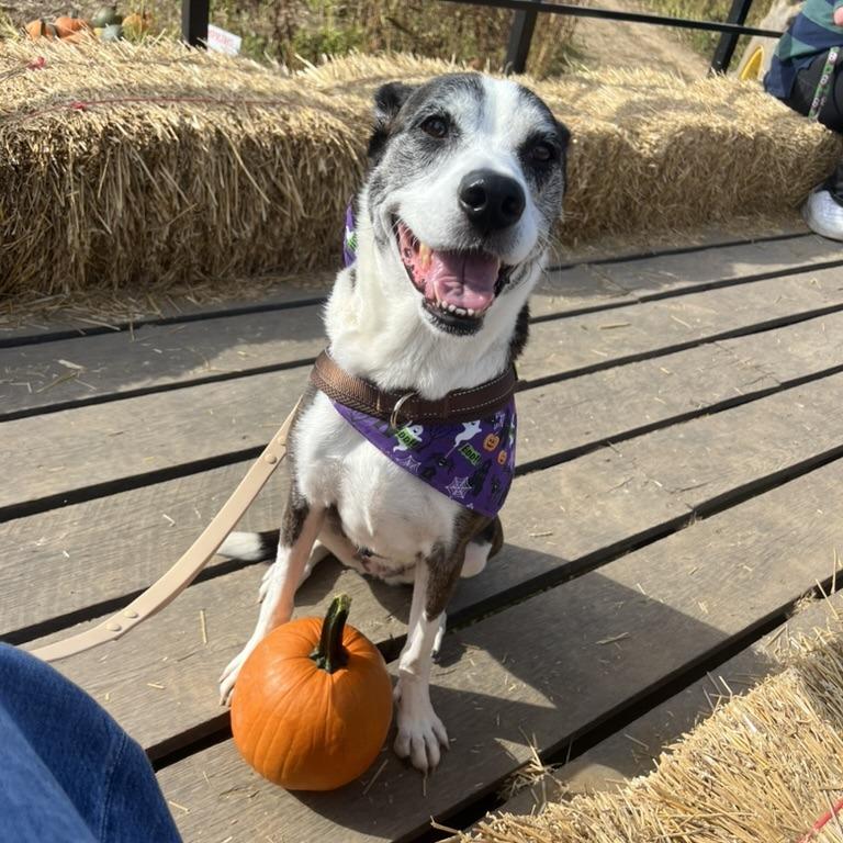 Mable, Adoptable, Senior Female Mixed Breed.
