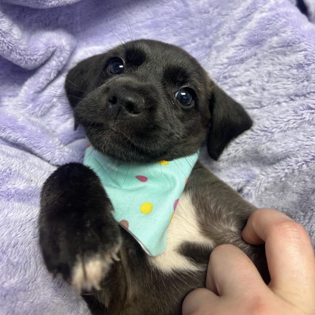 Nitro, Adoptable, Puppy Male Hound.
