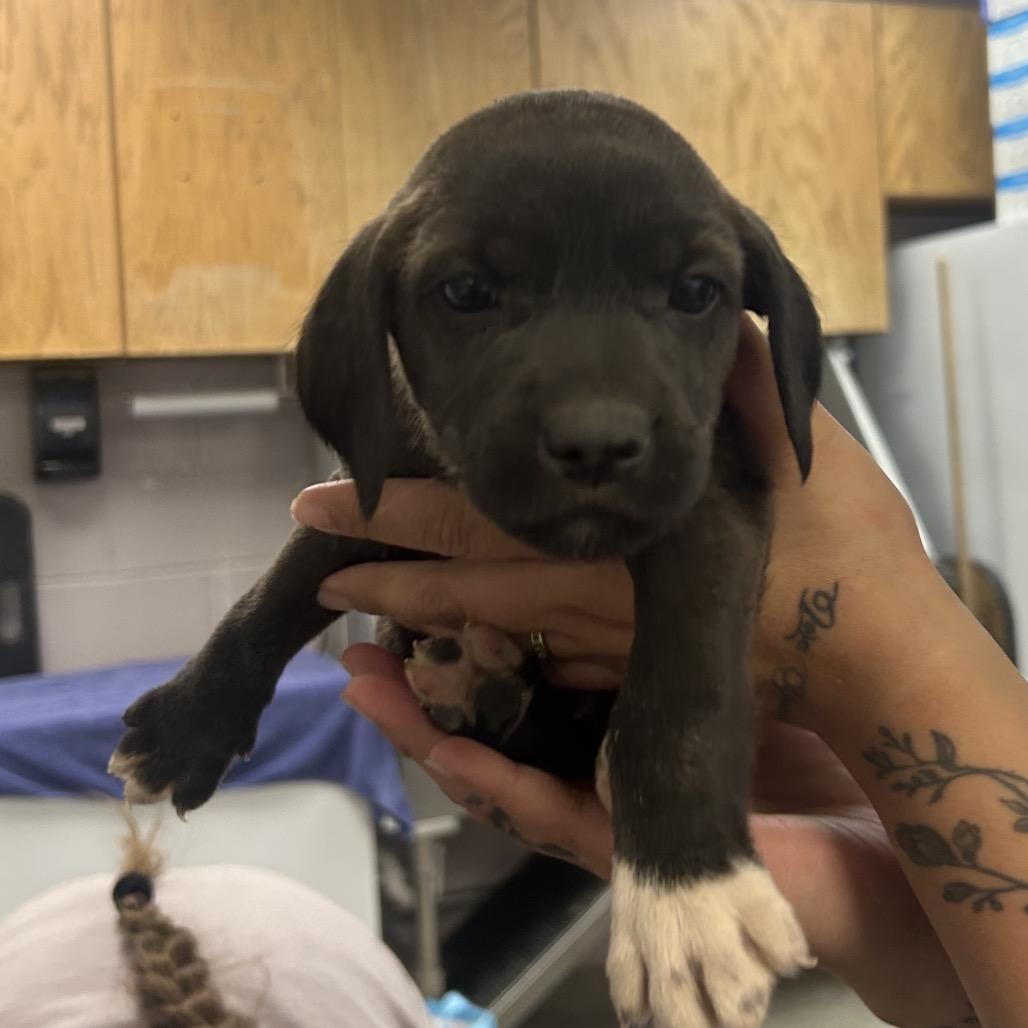 Nitro, a Adoptable Hound in Emporia, KS image 4/4